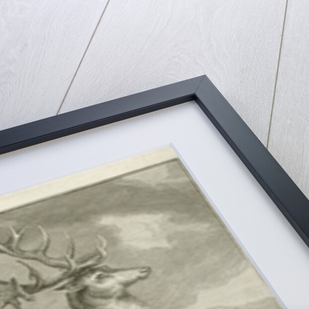 A deer by Johann Elias Ridinger