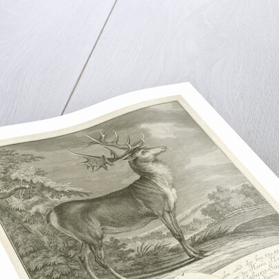 A deer by Johann Elias Ridinger