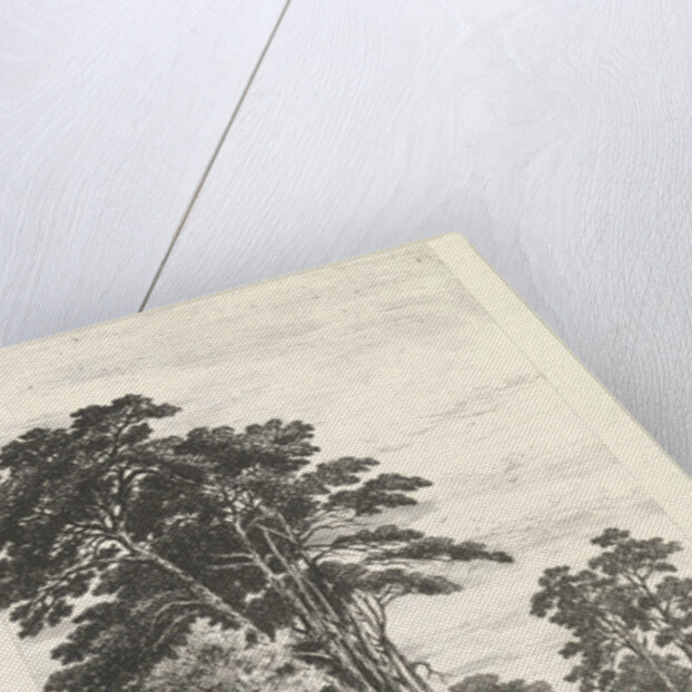 Dennenlaan by Alexander Mollinger