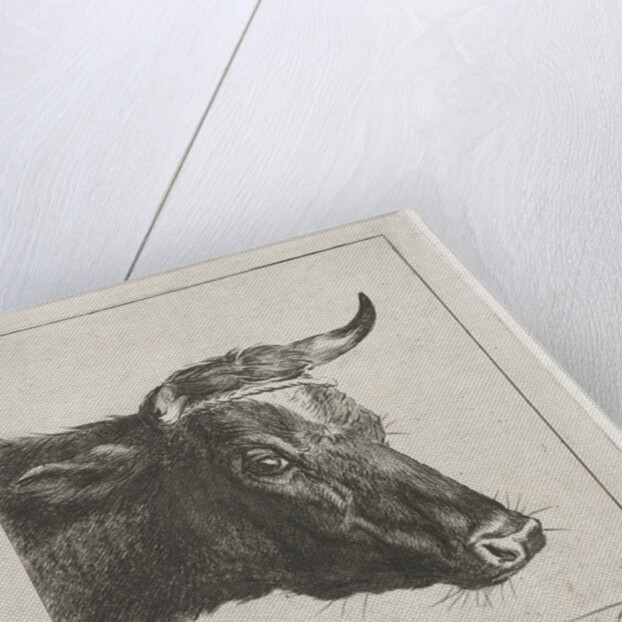 Head of a cow with rope around the horns by Jacobus Cornelis Gaal
