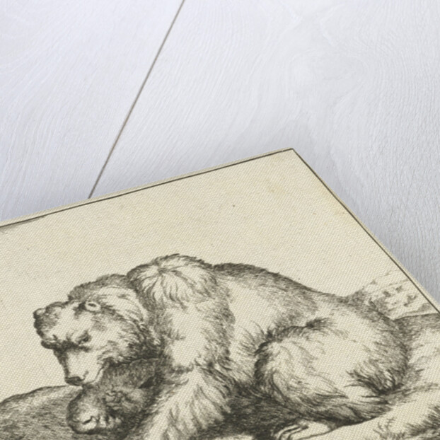 Sitting Bear, and profil by Marcus Gerards I