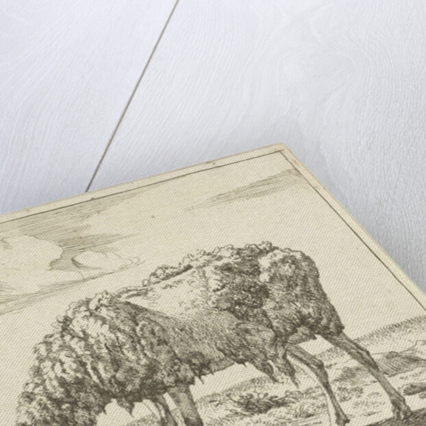 Sheep by Paul Potter