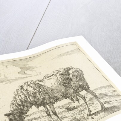 Sheep by Paul Potter