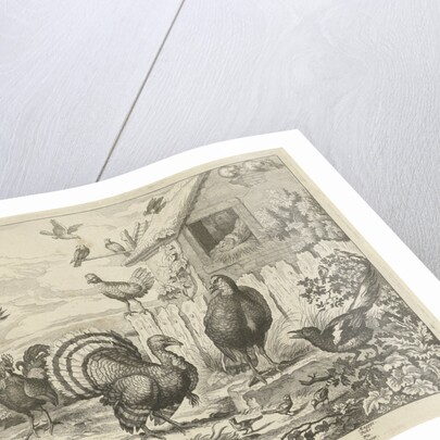 Various poultry and a turkey by Jacob Gole