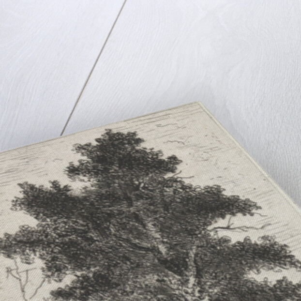 Beech by Arnoud Schaepkens