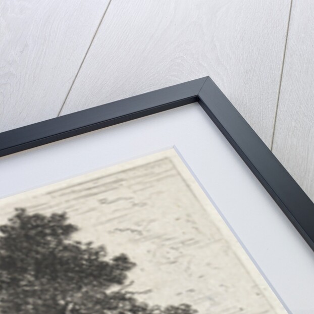 Beech by Arnoud Schaepkens