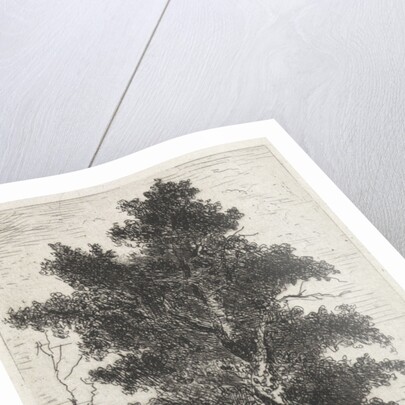 Beech by Arnoud Schaepkens