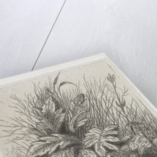 Plants by Arnoud Schaepkens