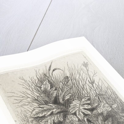 Plants by Arnoud Schaepkens