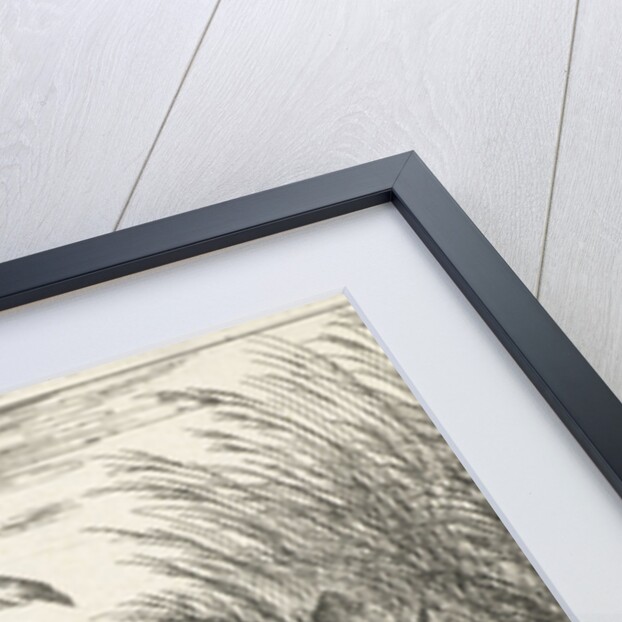 Four freshwater turtles between grass and reed by Reinier & Josua Ottens