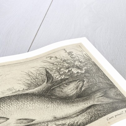 Three carp on a riverbank by Louis XIV King of France