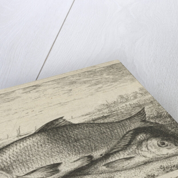 Two bream on a riverbank by Lodewijk XIV