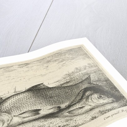 Two bream on a riverbank by Lodewijk XIV