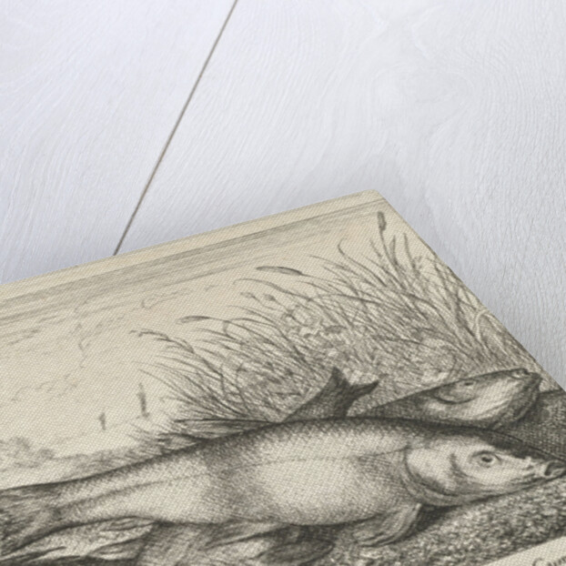 Four tench on a river bank by Lodewijk XIV