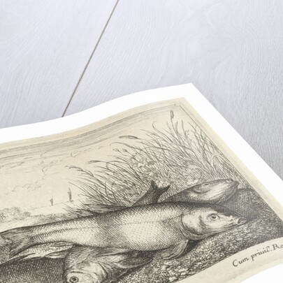 Four tench on a river bank by Lodewijk XIV