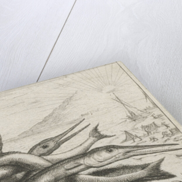 Needlefish, Belonidae on the beach by Lodewijk XIV