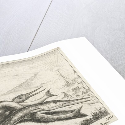 Needlefish, Belonidae on the beach by Lodewijk XIV