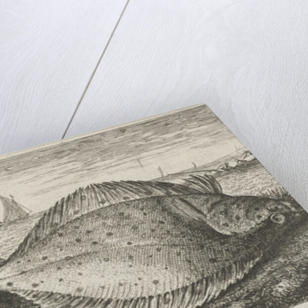 Two plaice on the beach by Louis Bernard Coclers