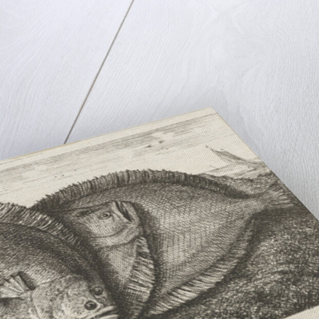 Three fishes on the beach, brill, Scophthalmus rhombus by Anonymous