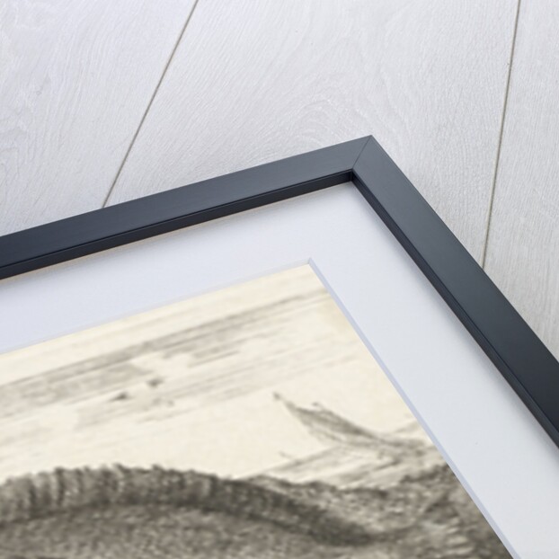 Three fishes on the beach, brill, Scophthalmus rhombus by Anonymous