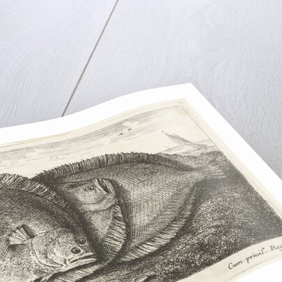 Three fishes on the beach, brill, Scophthalmus rhombus by Anonymous