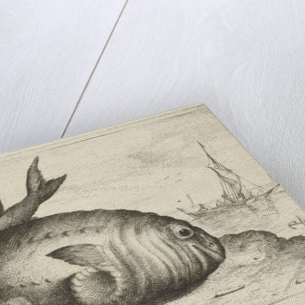 Two porpoises on the beach by Reinier Craeyvanger