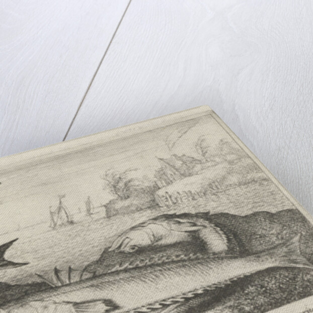 weeverfish, Trachinidae on the beach by Albert Flamen