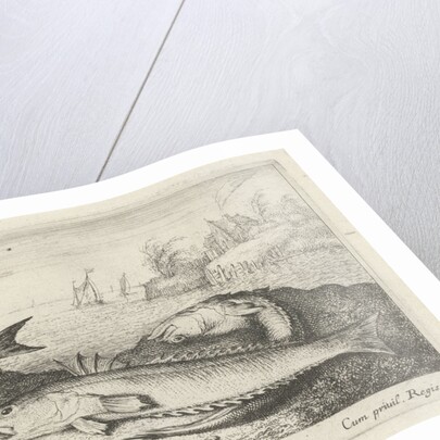 weeverfish, Trachinidae on the beach by Albert Flamen