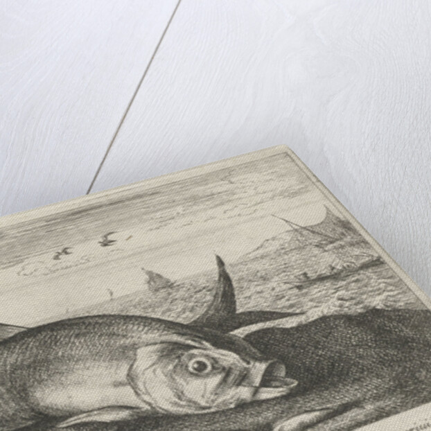 Two Twaite shads on the beach by Albert Flamen