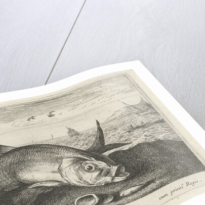 Two Twaite shads on the beach by Albert Flamen