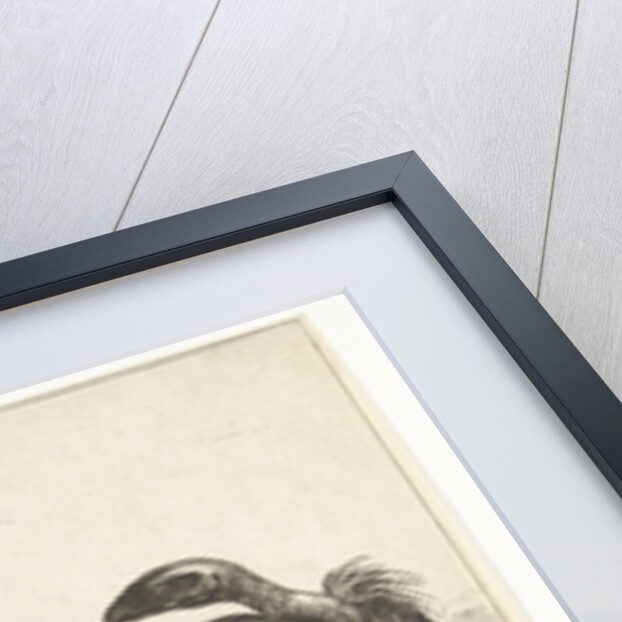 Vulture and an eagle with snake by De Poilly