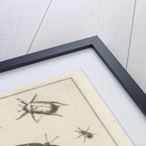 Insects by Claes Jansz. Visscher II