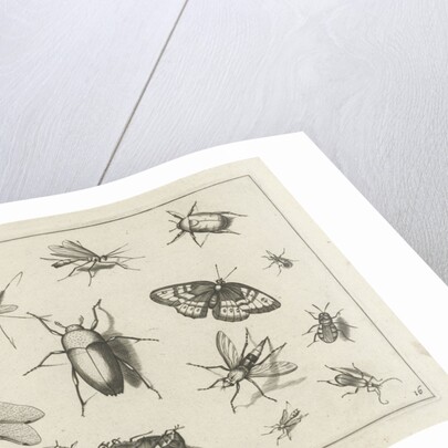 Insects by Claes Jansz. Visscher II