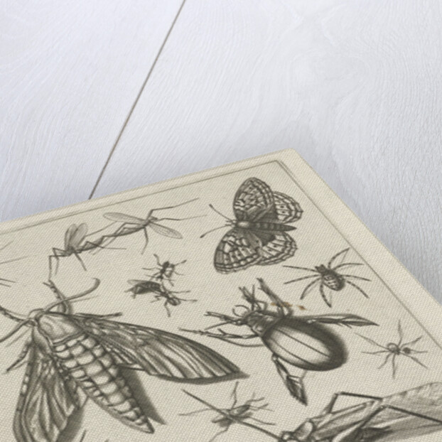 Insects by Claes Jansz. Visscher II