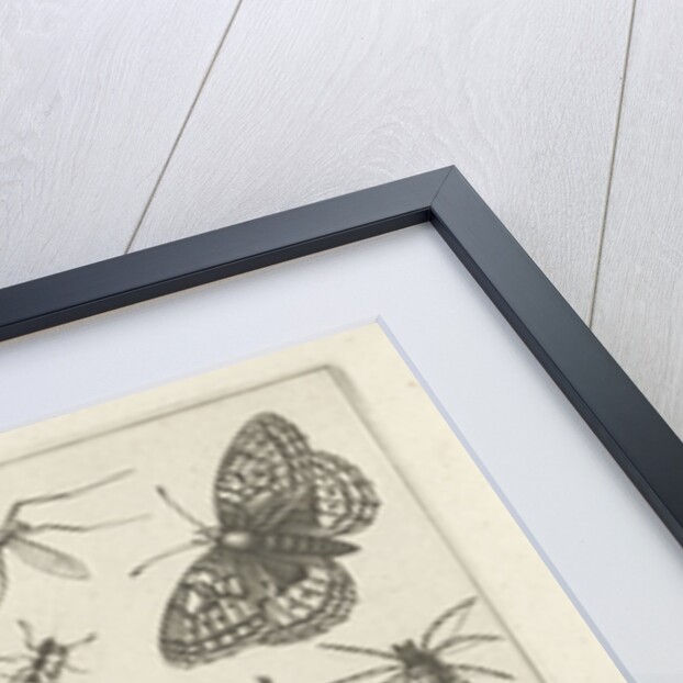 Insects by Claes Jansz. Visscher II