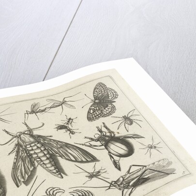 Insects by Claes Jansz. Visscher II