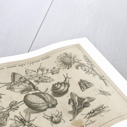 Insects, flowers and a snail around a walnut by Joris Hoefnagel