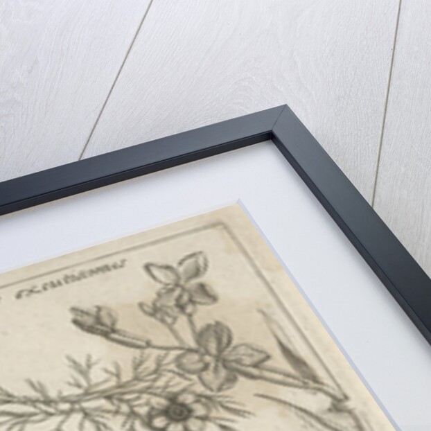 Insects, plants and shells around a chick in an egg by Joris Hoefnagel