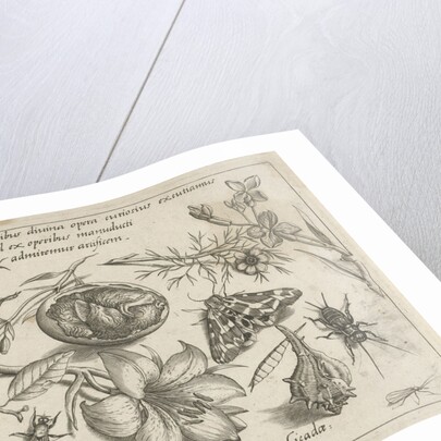 Insects, plants and shells around a chick in an egg by Joris Hoefnagel