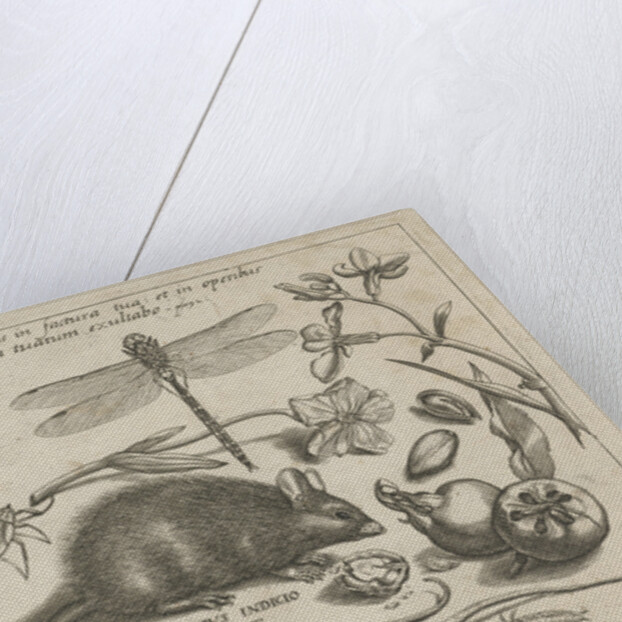 insects, plants and fruits around a rat by Christoph Weigel