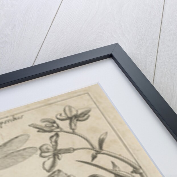 insects, plants and fruits around a rat by Christoph Weigel