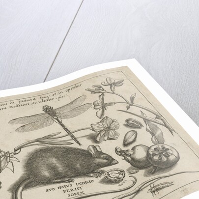 insects, plants and fruits around a rat by Christoph Weigel