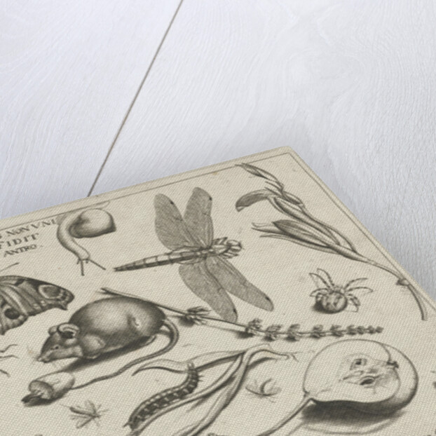 Animals, plants and fruits around a mouse by Joris Hoefnagel