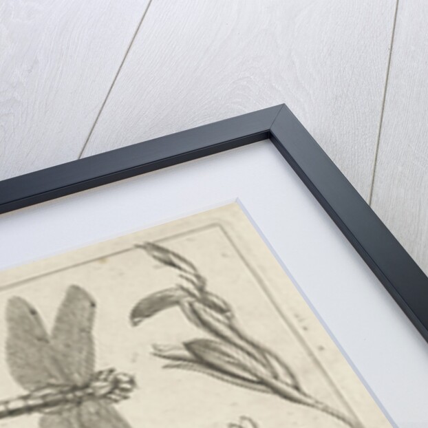 Animals, plants and fruits around a mouse by Joris Hoefnagel