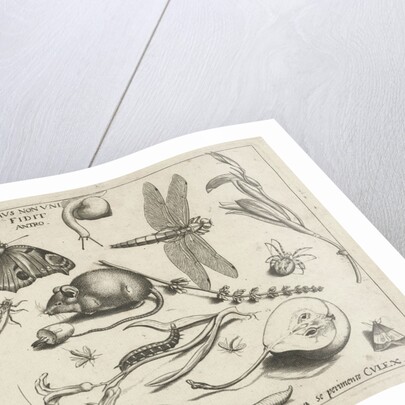 Animals, plants and fruits around a mouse by Joris Hoefnagel