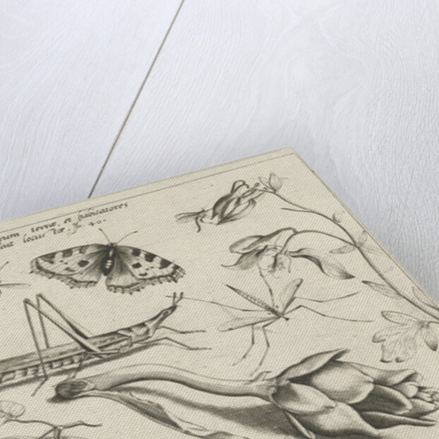 Animals and plants around a grasshopper and a artishock by Joris Hoefnagel