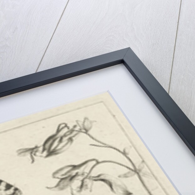 Animals and plants around a grasshopper and a artishock by Joris Hoefnagel