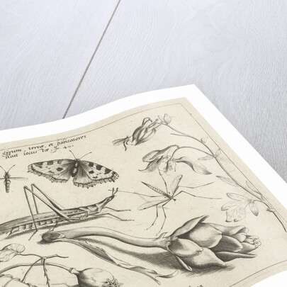 Animals and plants around a grasshopper and a artishock by Joris Hoefnagel