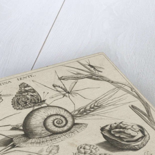 Animals, plants and fruits around a snail by Christoph Weigel