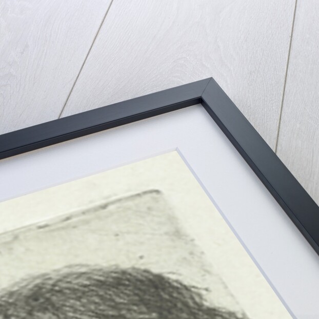 Adult male by Jan Chalon